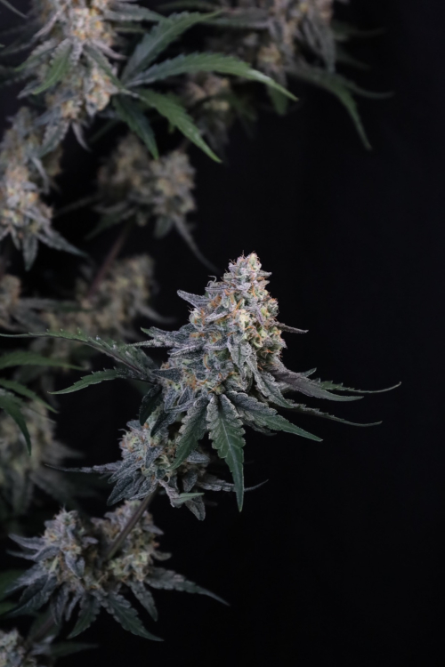 Guava Sundae Auto