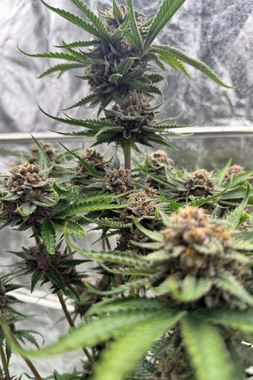 Cherry Cola Auto RF3