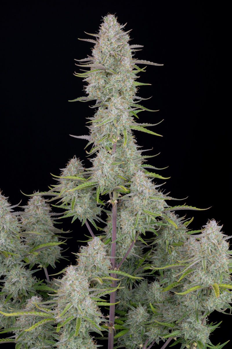 Photo of Wedding Cheesecake Auto