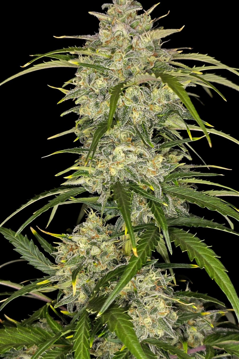 Photo of Sour Jealousy Auto
