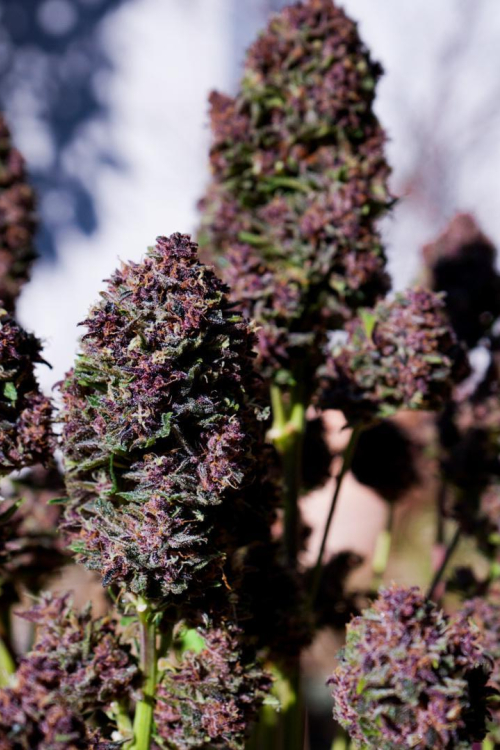 Purple Haze Auto