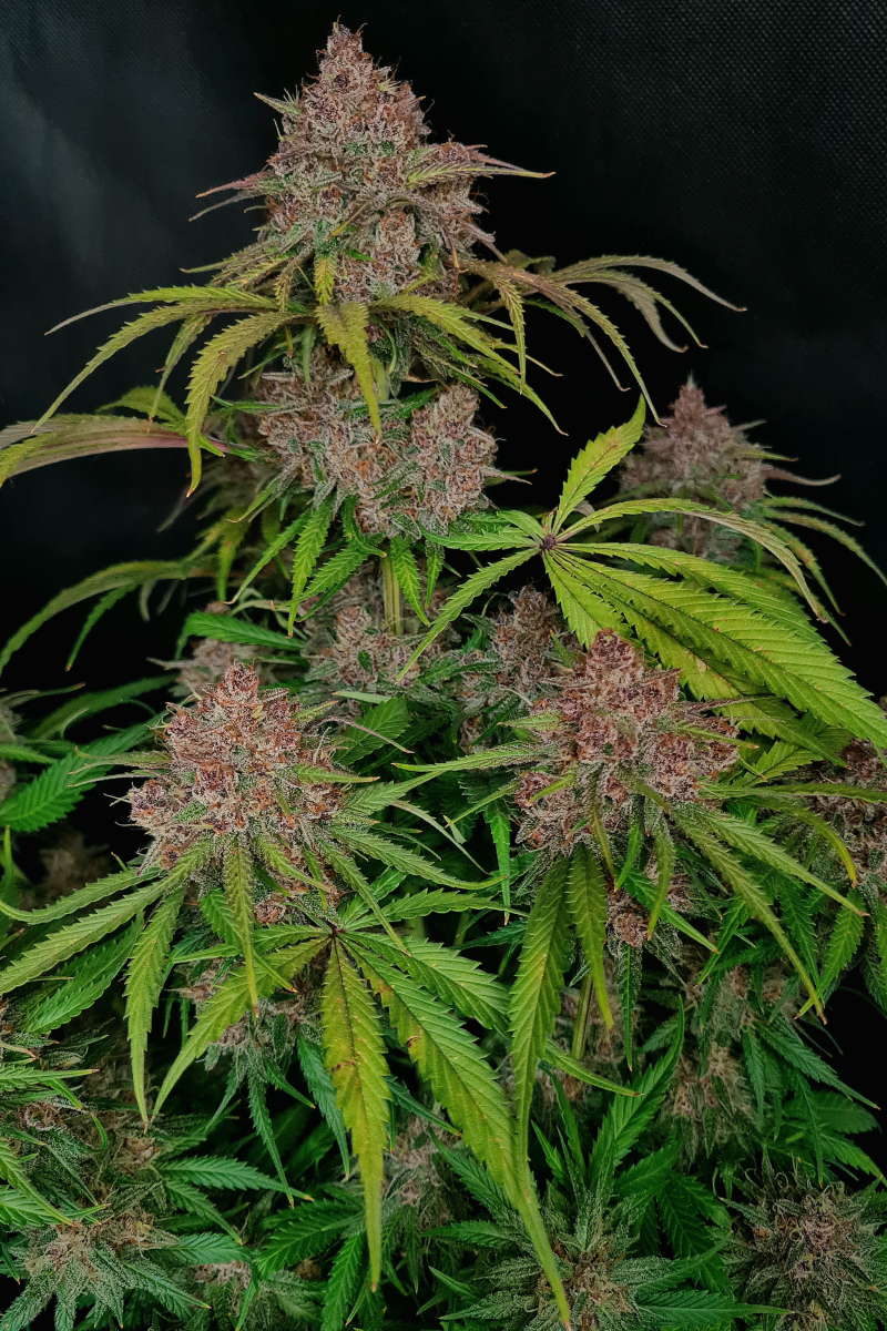 Photo of Gorilla Punch Auto