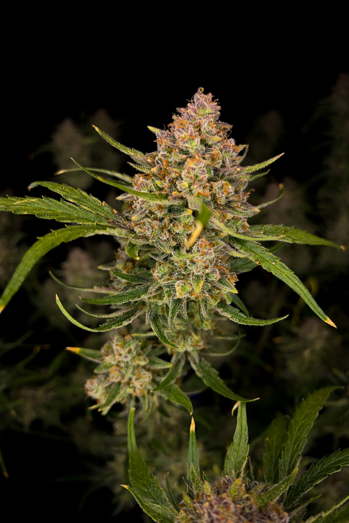 Guava Auto
