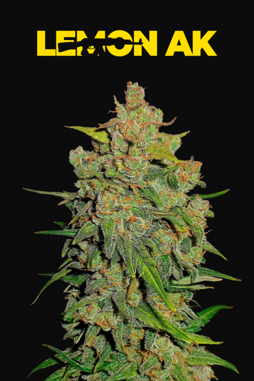 Lemon AK Auto