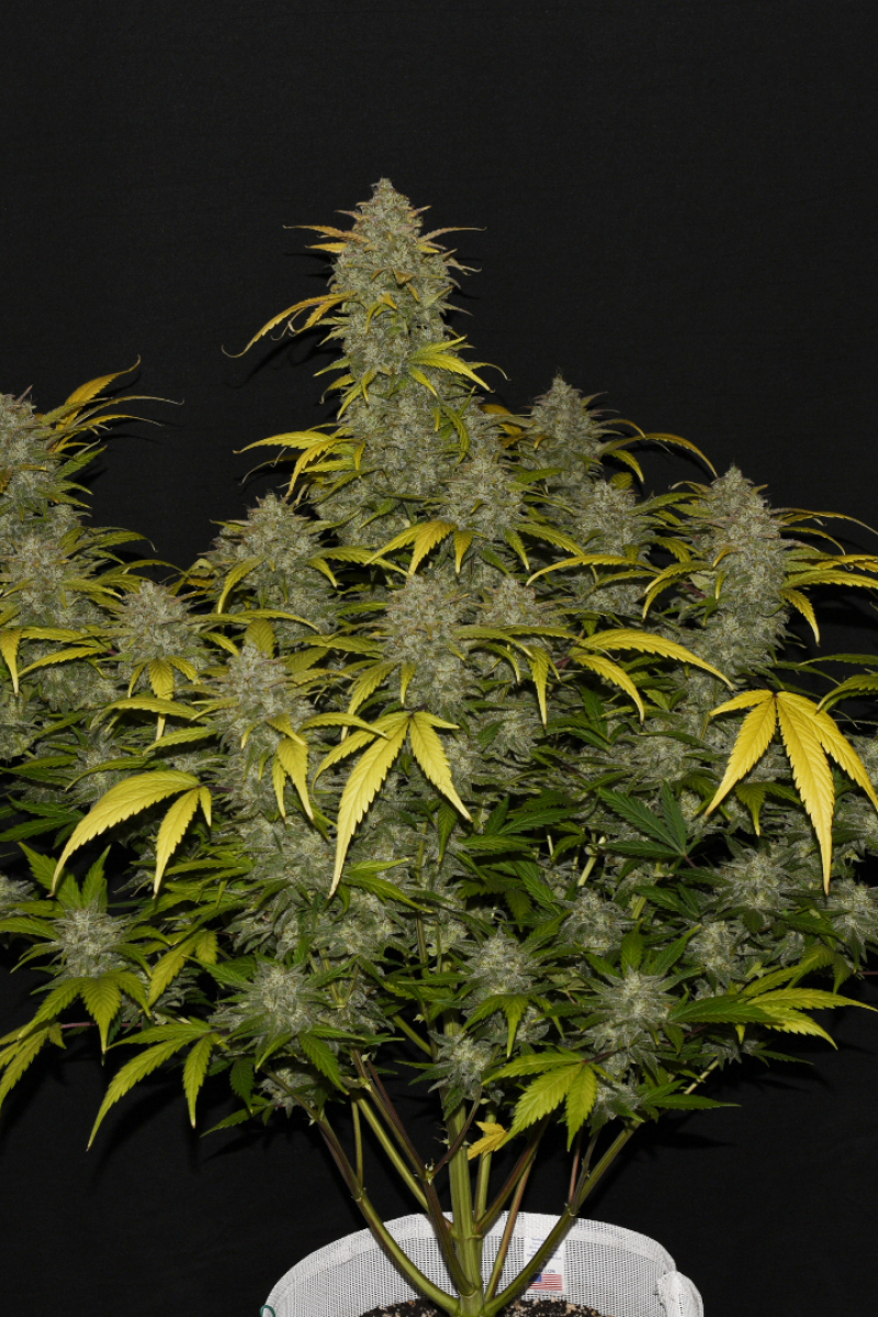Photo of Gelato Auto