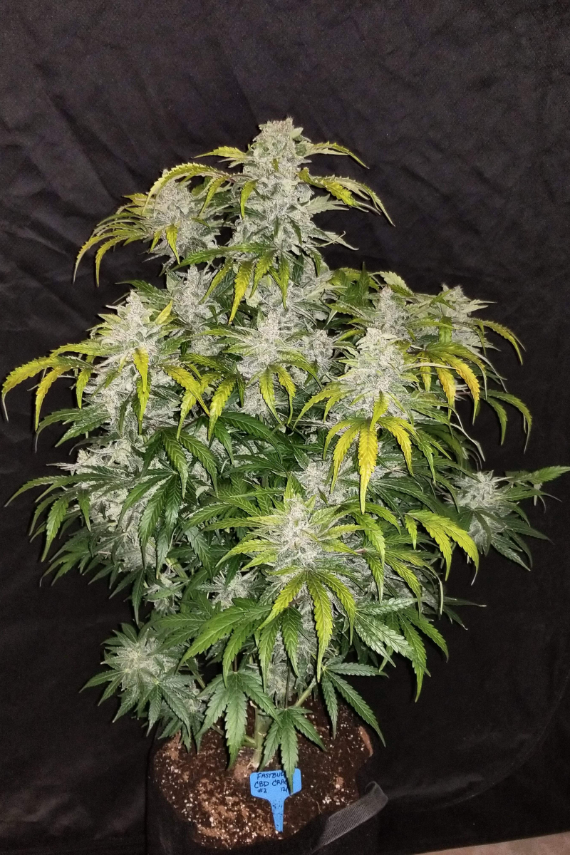 Photo of CBD Auto 11 CBD Crack