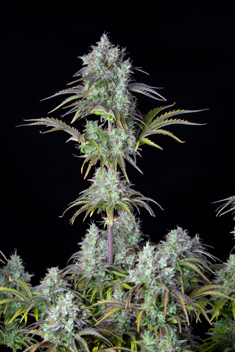 Photo of Big Bud Auto