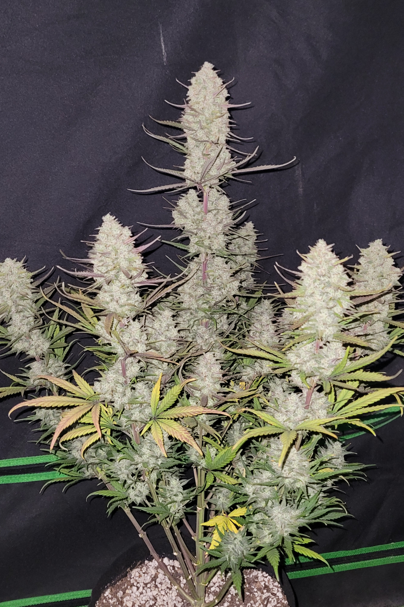 Photo of Tropicana Cookies Auto