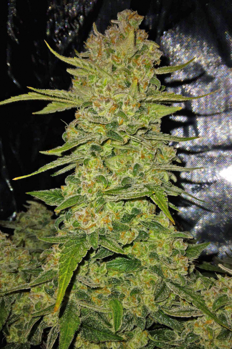 Photo of Papaya Cookies Auto