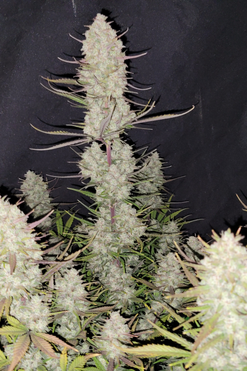 Tropicana Cookies Auto