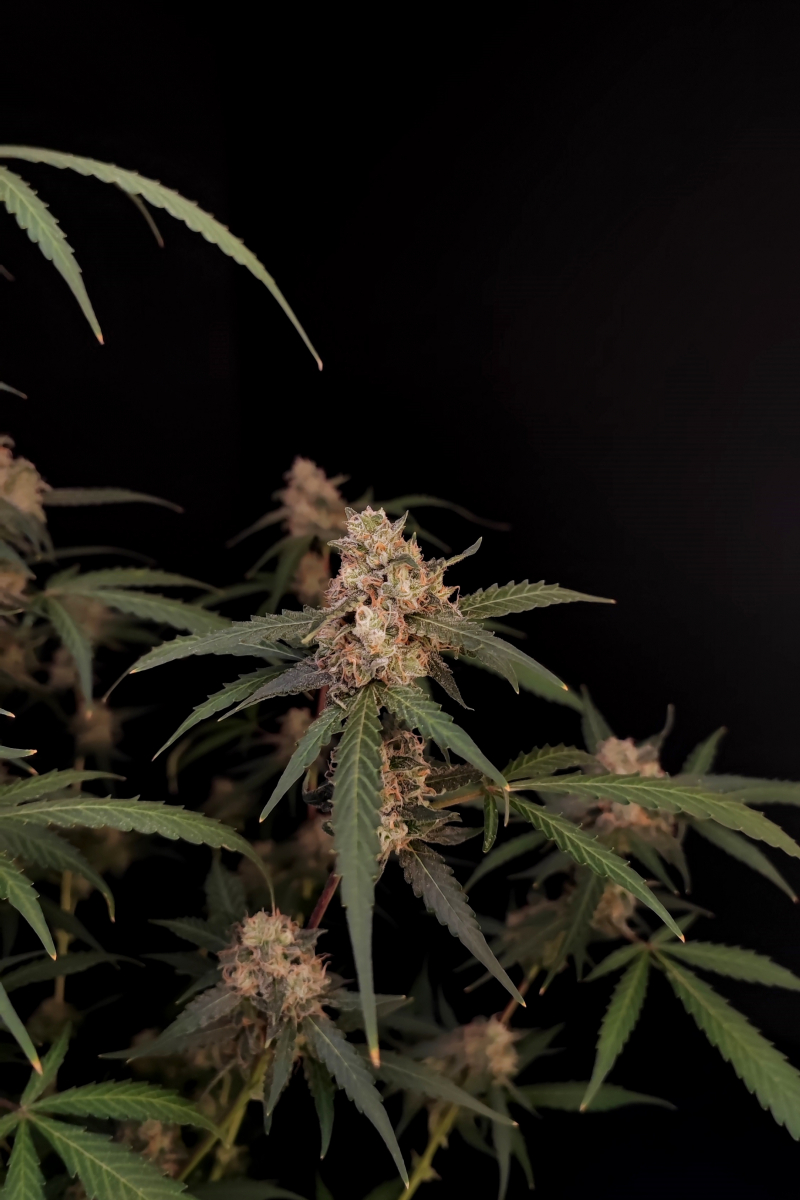 Photo of AK Auto