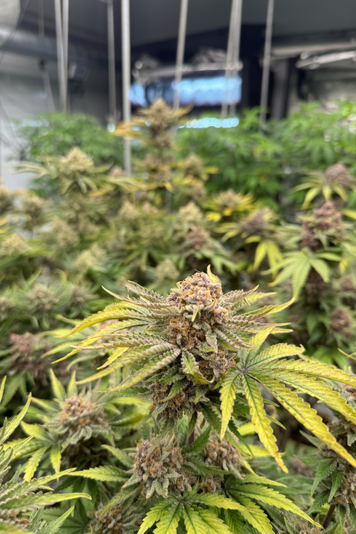 Cherry Cola Auto RF3