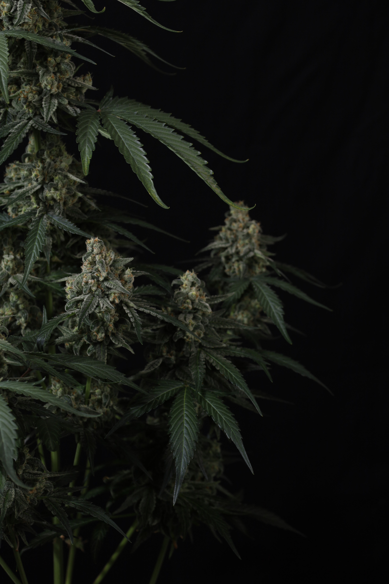 Photo of Banana Cherry Cookies Auto