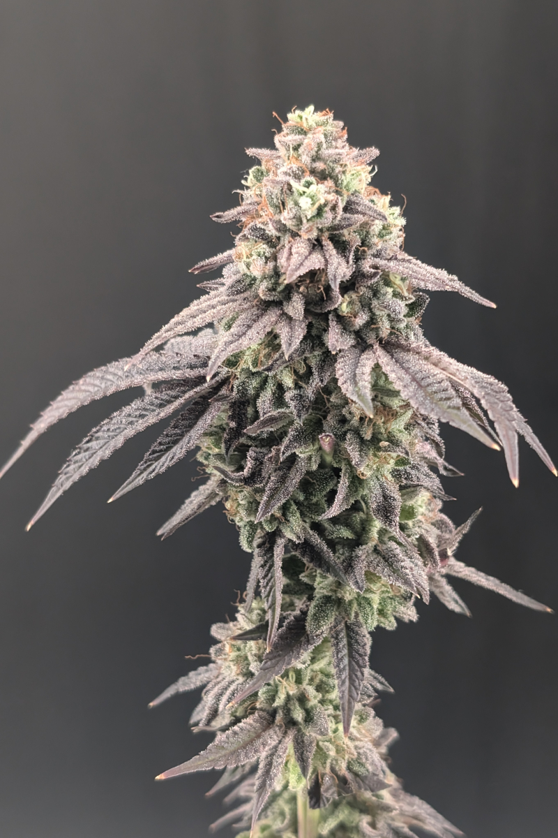 Photo of Garlic Mint Sherbet