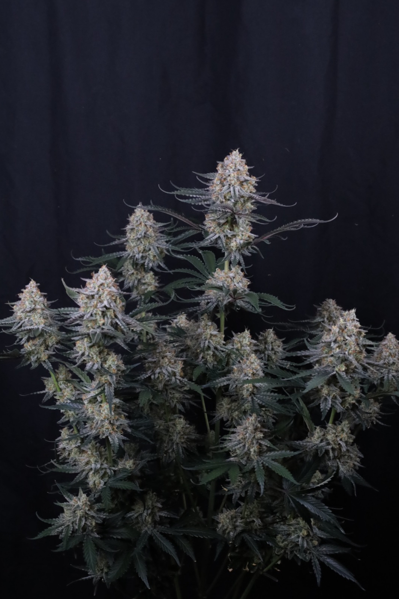 Photo of Guava Sundae Auto
