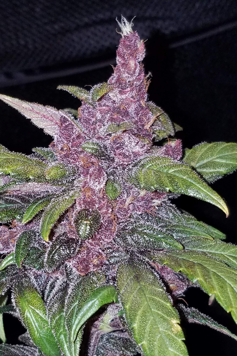 Photo of LSD25 Auto