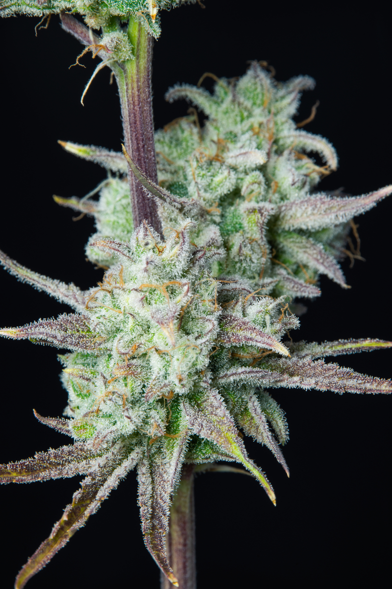 Photo of Strawberry Banana Auto