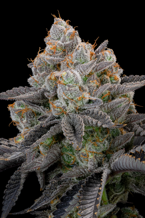 Gorilla Cookies FF