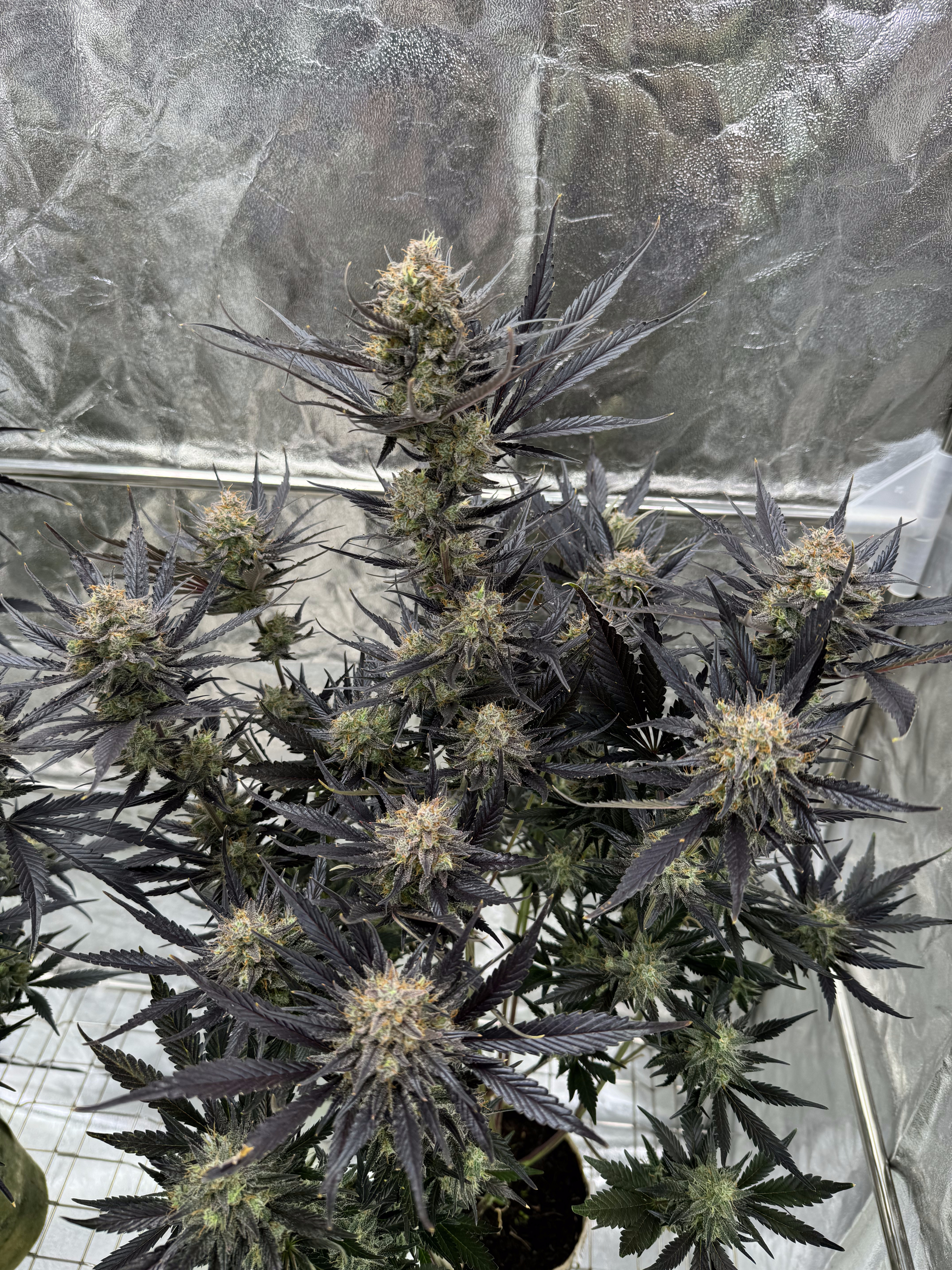 Guava Auto RF3