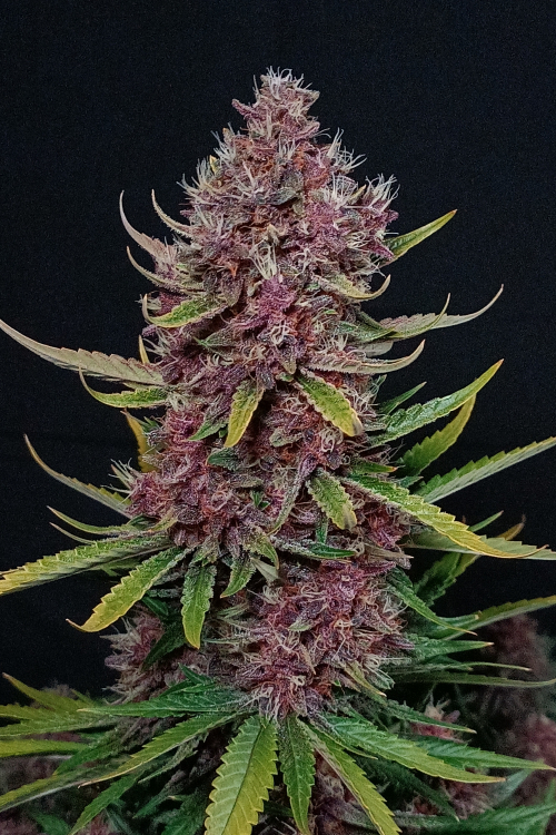Ztrawberriez Auto