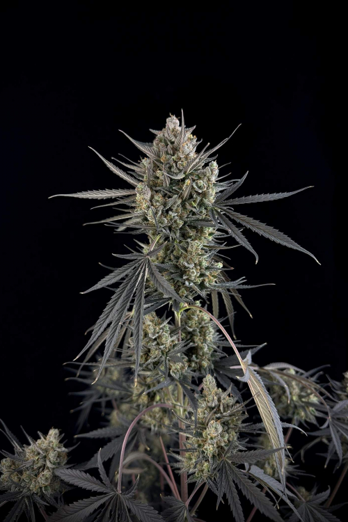 Pound Cake Auto