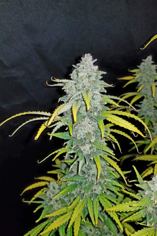 Blue Dream Auto
