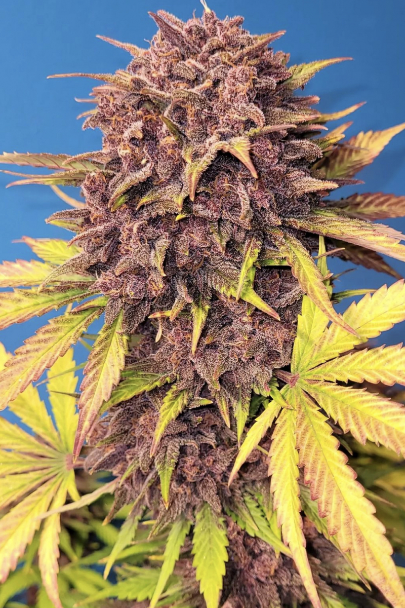 Photo of Purple Lemonade Auto