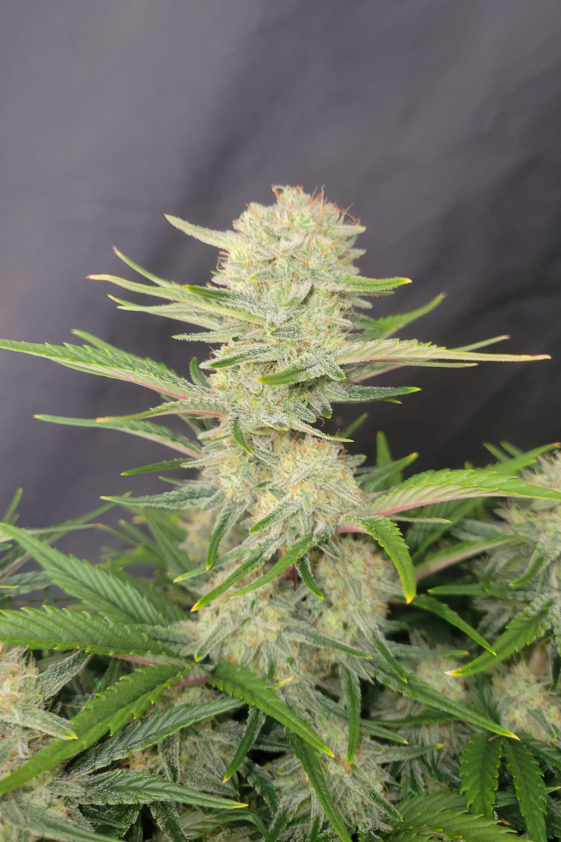 Photo of Apricot Auto