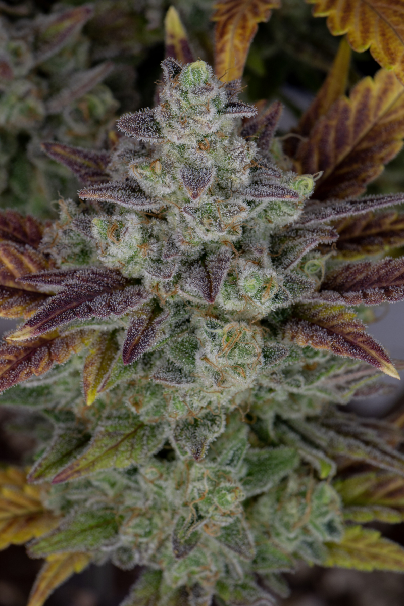Photo of Gorilla Cookies Auto