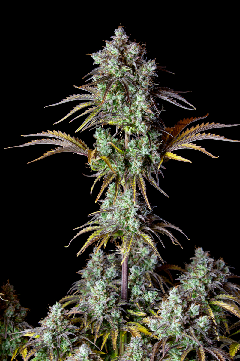 Photo of Big Bud Auto