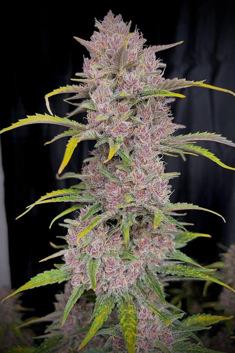 Photo of Banana Purple Punch Auto