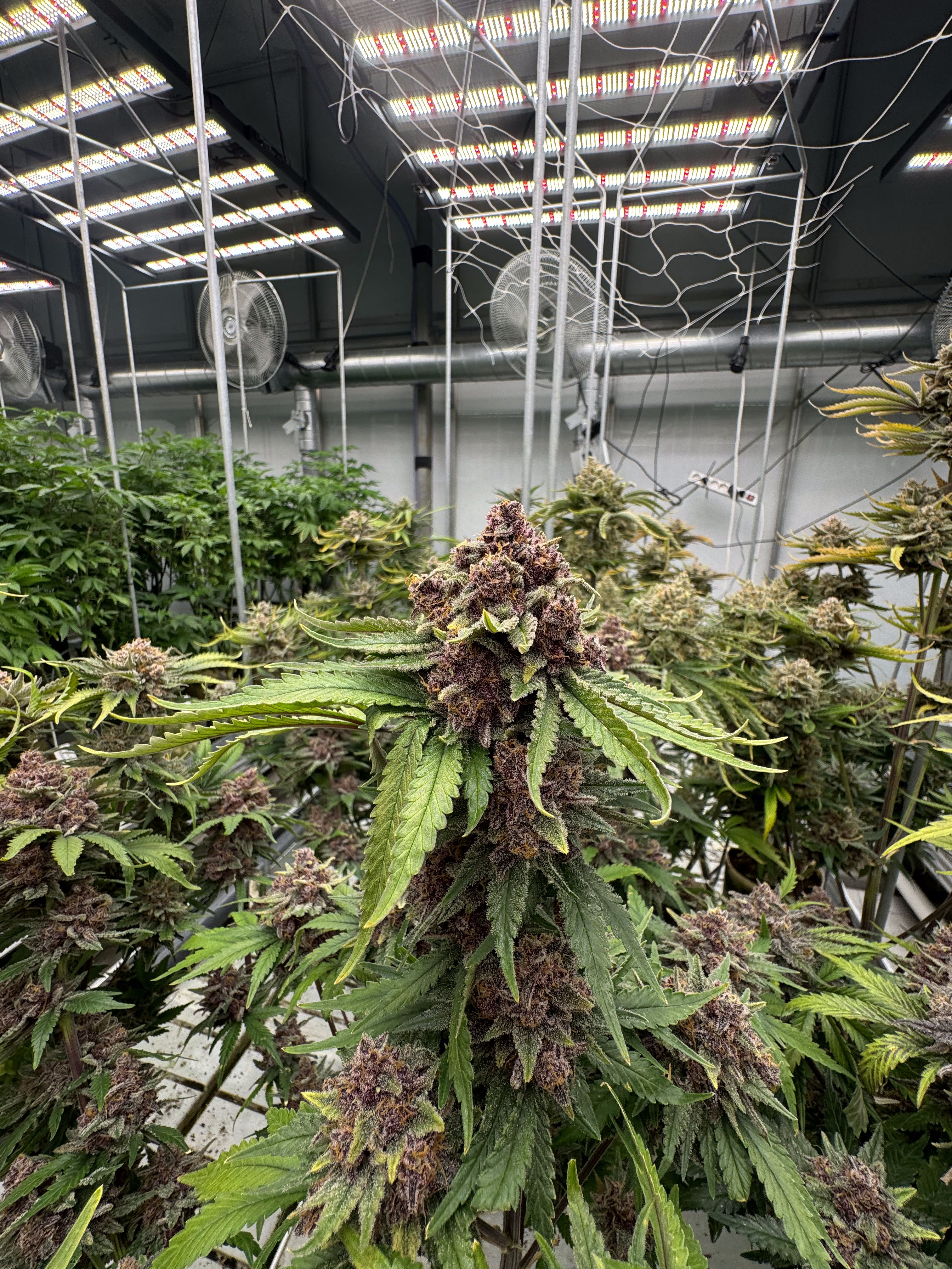 Cherry Cola Auto RF3