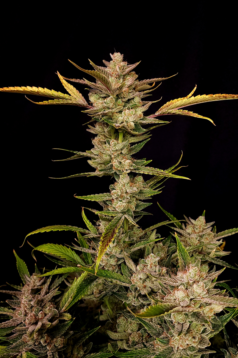Photo of Ztrawberriez Auto