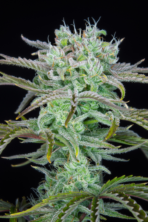Strawberry Banana Auto