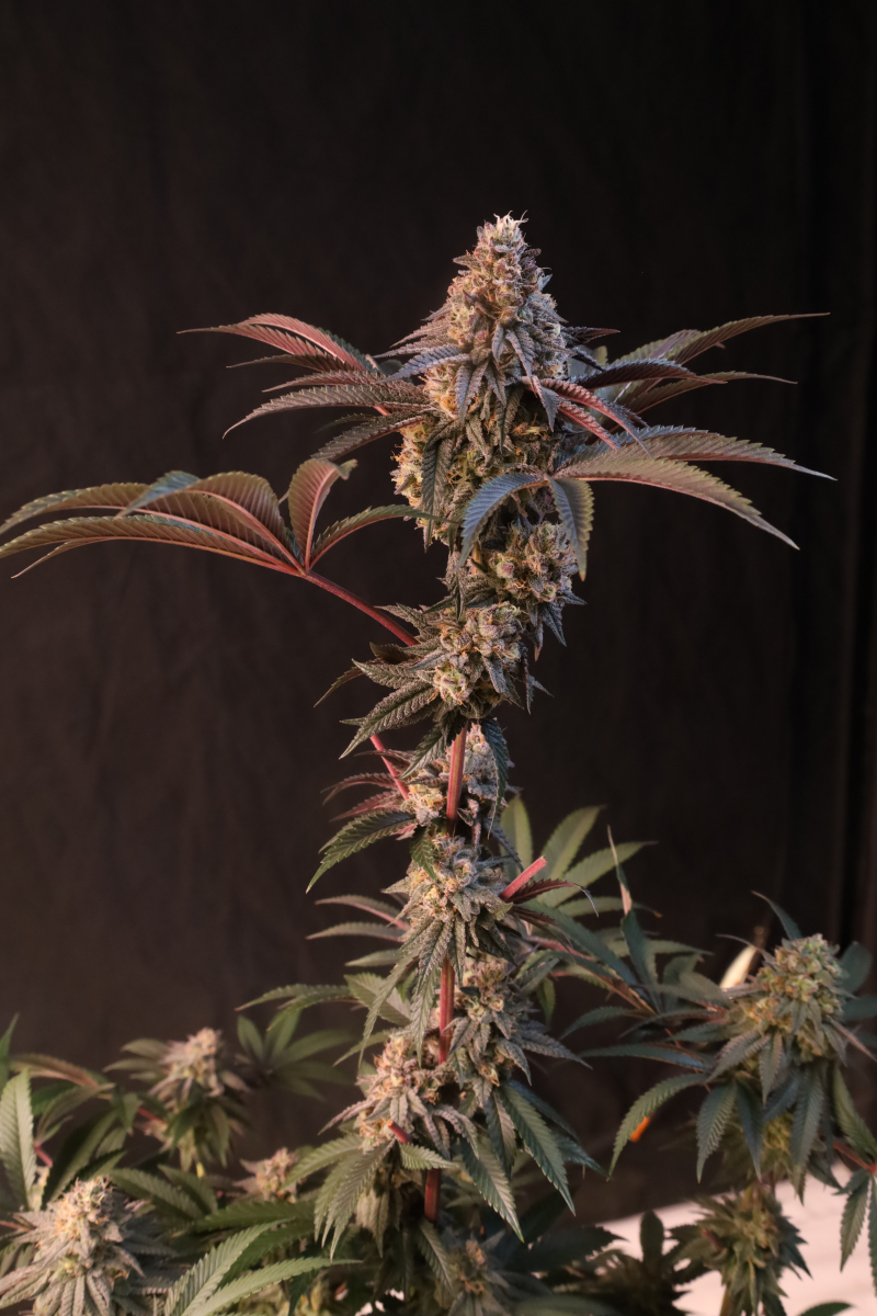 Photo of Lemon Cherry Runtz