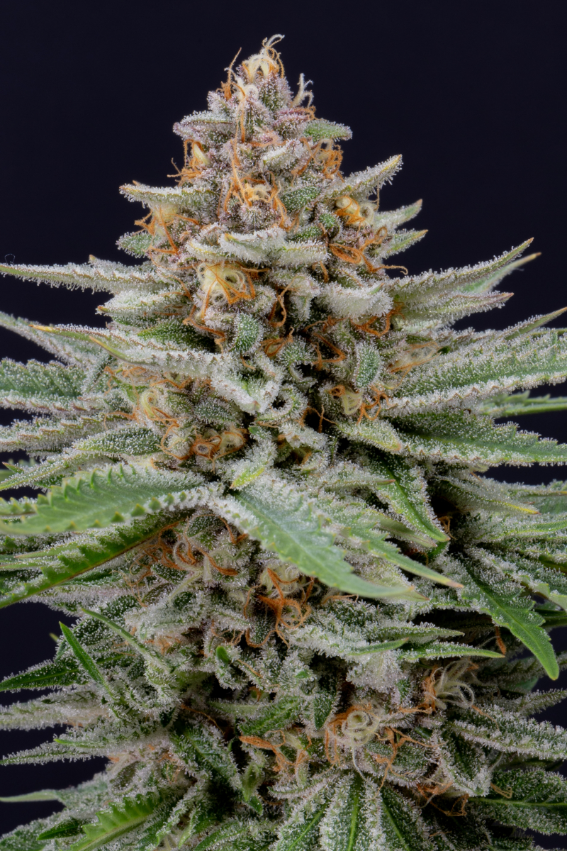 Photo of Strawberry Pie Auto