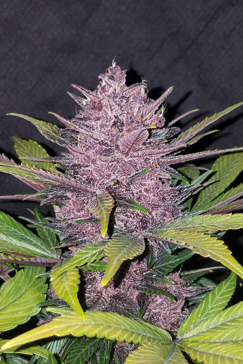 Blackberry Auto
