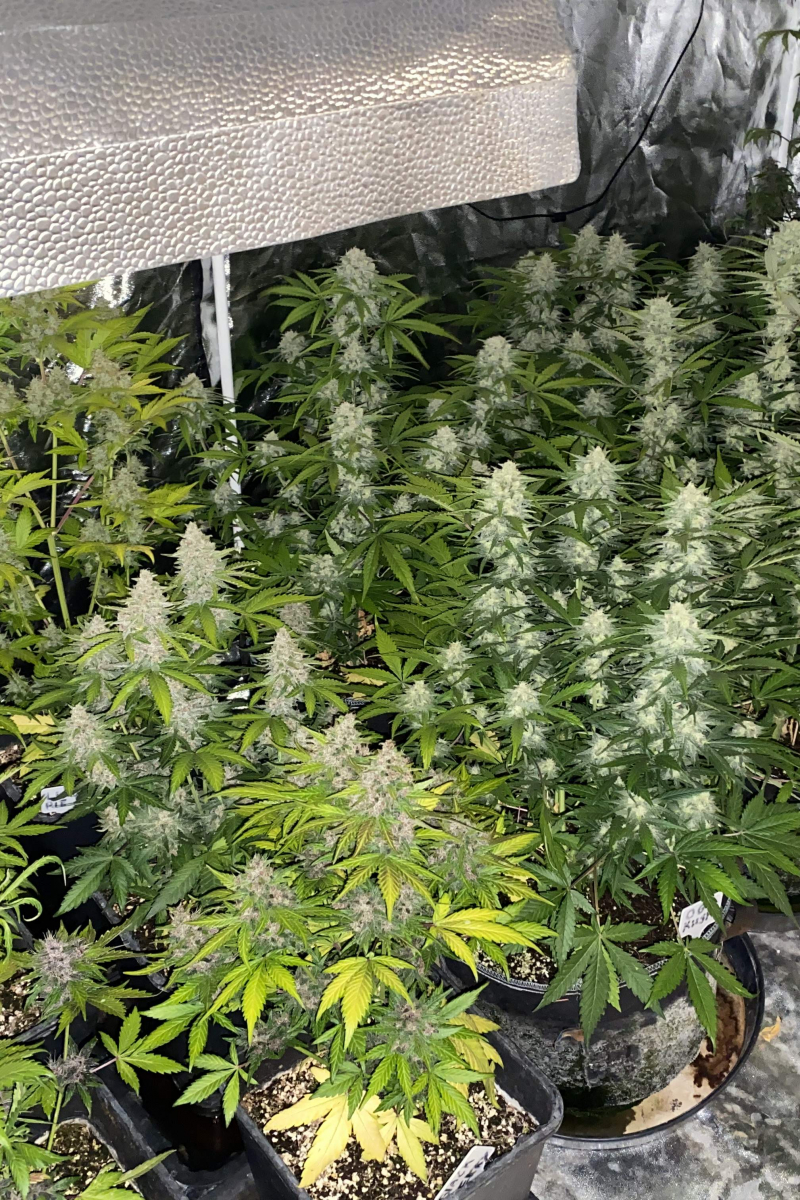 Photo of Mix Pack Auto