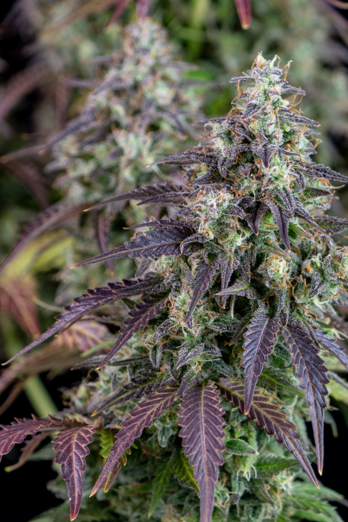 Lemon Pie Auto