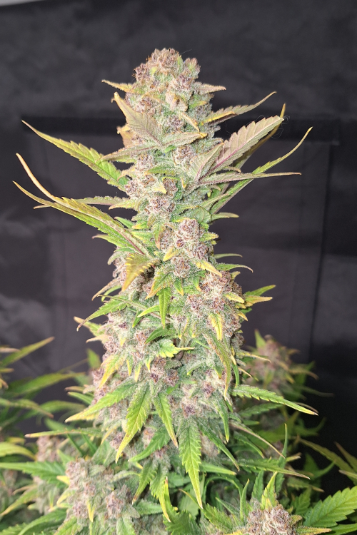 Purple Haze Auto