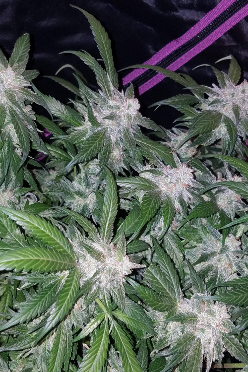 Tangie Auto