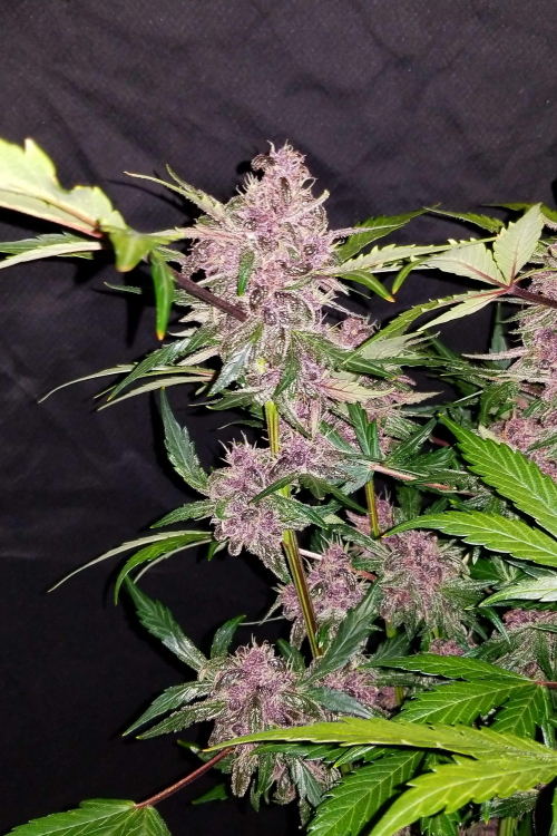 Crystal Meth Auto
