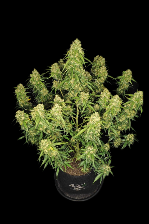 Sour Jealousy Auto