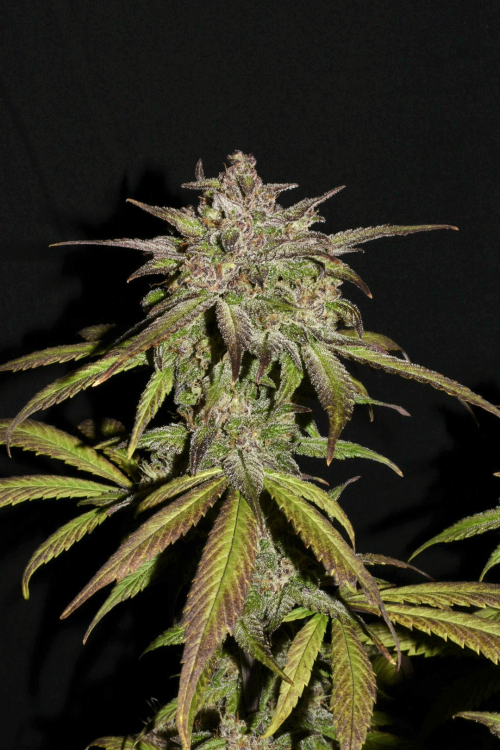 Smoothie Auto