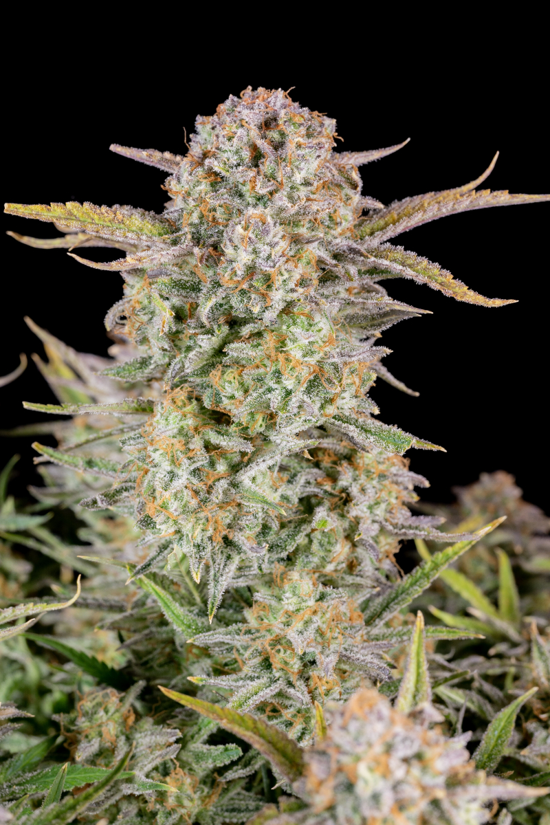 Photo of Bruce Banner Auto