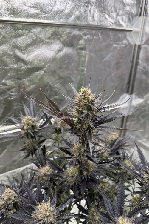Guava Auto RF3