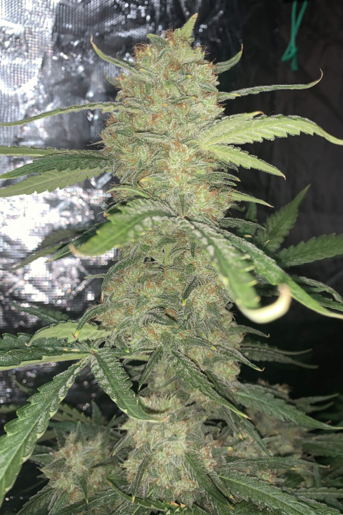 OG Kush Auto