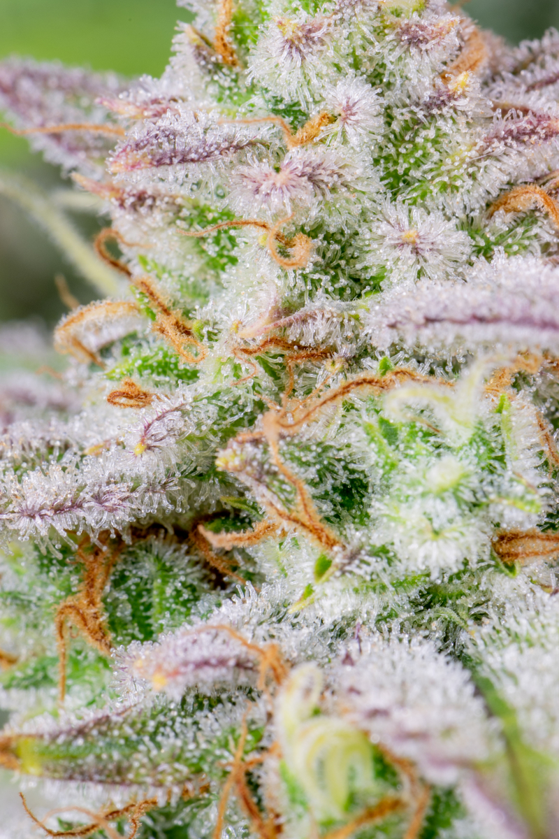 Photo of Forbidden Runtz Auto