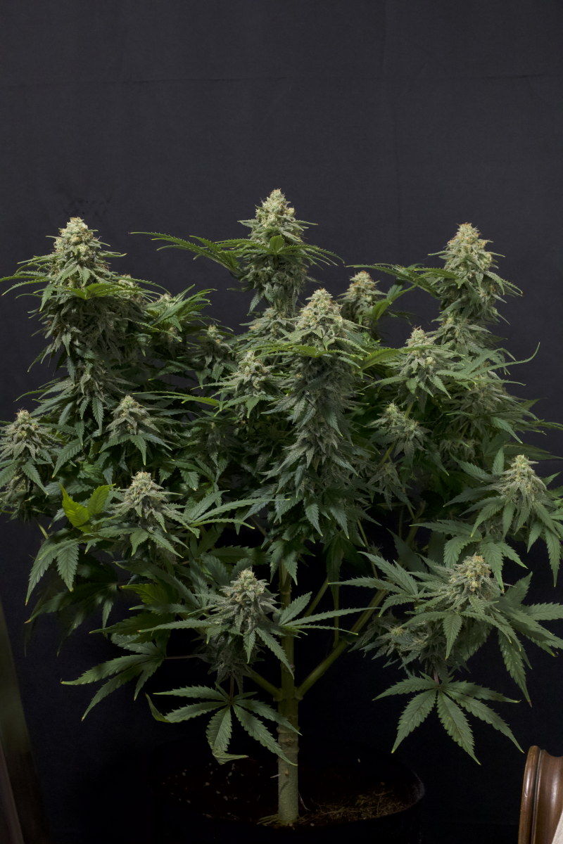 Photo of Wedding Cheesecake FF