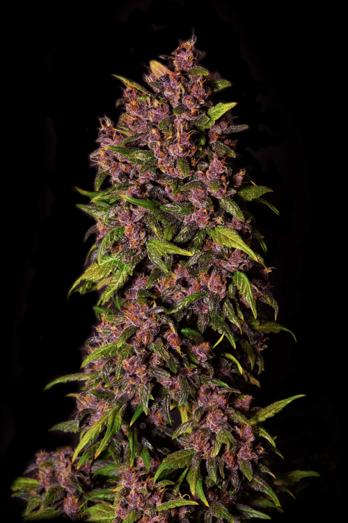 Crystal Meth Auto